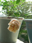 Souv.DV 080523-10i.jpg