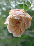 Souv.DV 080524-2i.jpg