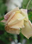 Souv.DV 080707i.jpg