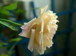 Souv.DV 080708-7i.jpg