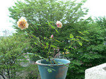 Souv.DV 080708i.jpg